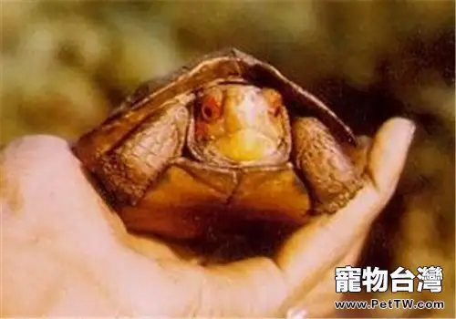 蔗林龜的飼養要點