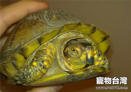 鍾紋折背陸龜的品種簡介(1圖)-寵物台灣
