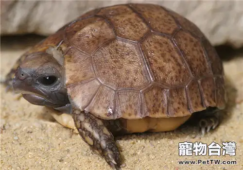 鍾紋折背陸龜的外觀特徵(1圖)-寵物台灣