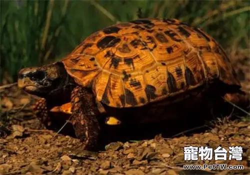 鍾紋折背陸龜的護理知識(1圖)-寵物台灣