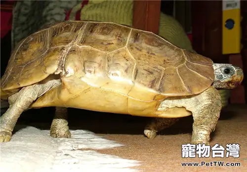鍾紋折背陸龜的生活環境(1圖)-寵物台灣
