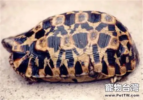 鍾紋折背陸龜的飼養要點(1圖)-寵物台灣