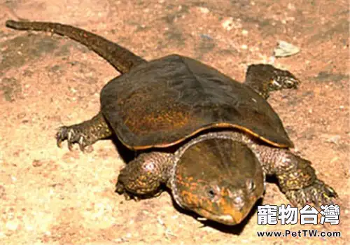 常見的淡水龜品種及養殖方法