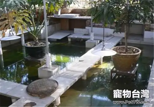 家庭式庭院養龜的方法(1圖)-寵物台灣