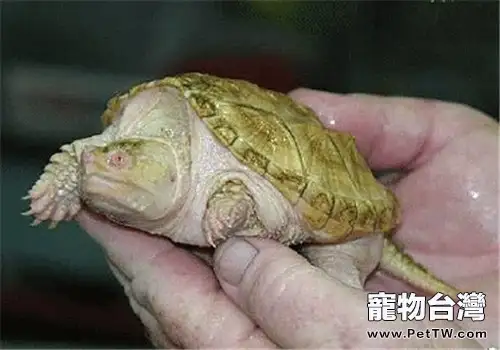 寵物龜人工繁殖和孵化的方法