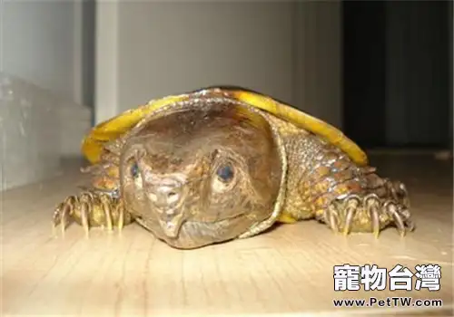 鷹嘴龜不同生長階段的飼養方法(1圖)-寵物台灣