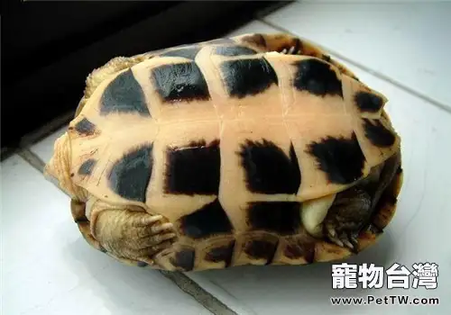 柴棺龜（石金錢龜 黃喉擬水龜 ）的繁殖方法