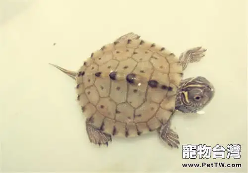 烏龜飼料要消毒嗎？