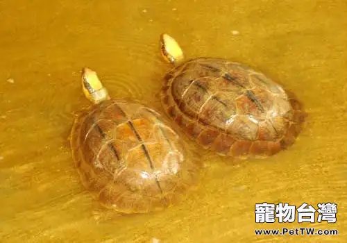 室內養殖金錢龜的方法(1圖)-寵物台灣