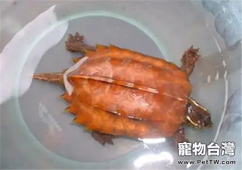 烏龜感冒治療方法(1圖)-寵物台灣