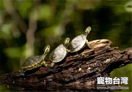 稚龜的培育技術要點(1圖)-寵物台灣
