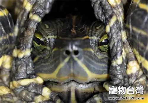 龜頸潰瘍病的防治(1圖)-寵物台灣