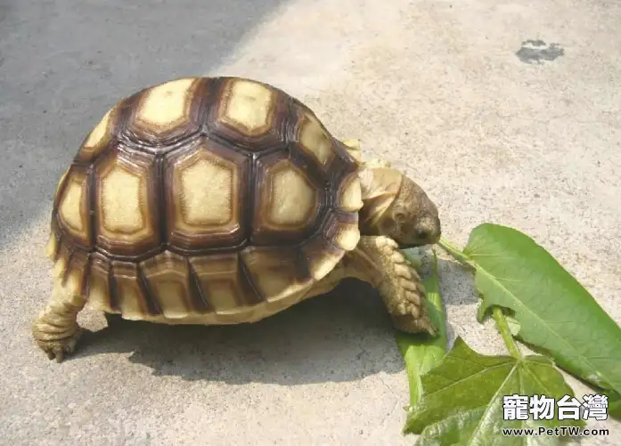 怎麼看出龜龜的年齡