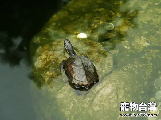 龜龜患上呼吸道疾病症狀