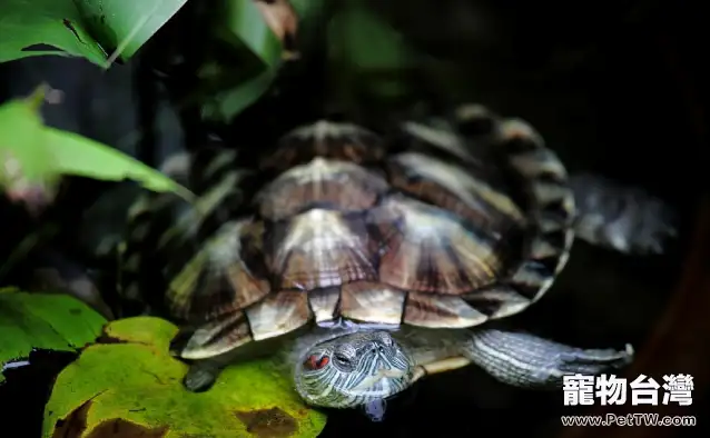 緬甸陸龜的繁殖習性介紹