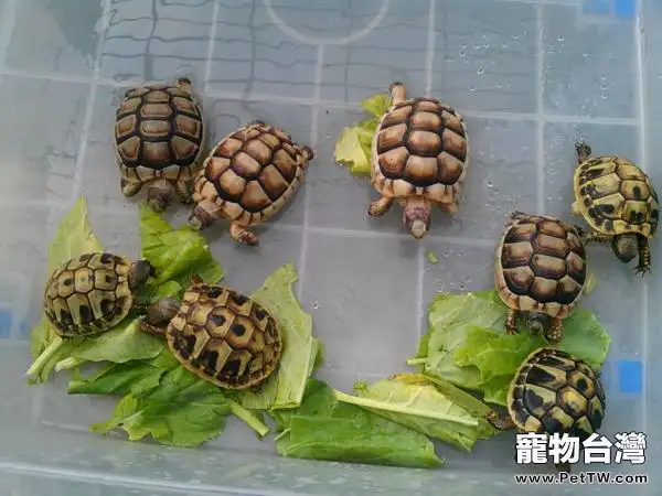 緣翹陸龜簡介(1圖)-寵物台灣