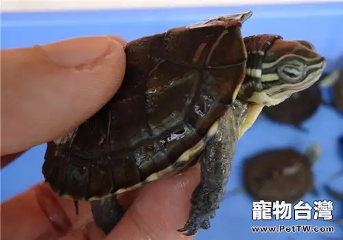 秋季龜苗的引種要點及飼養