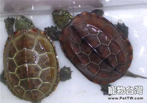 如何節約養龜的飼料成本