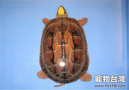 人工快速養殖金錢龜的方法(1圖)-寵物台灣