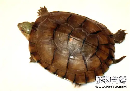 柴棺龜(石金錢龜 黃喉擬水龜 )繁殖要點全介紹(1圖)-寵物台灣