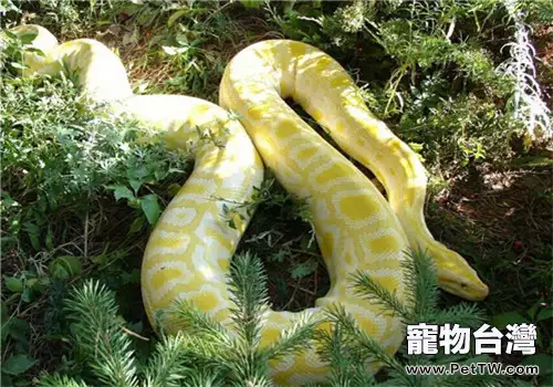 黃金蟒的品種簡介(1圖)-寵物台灣