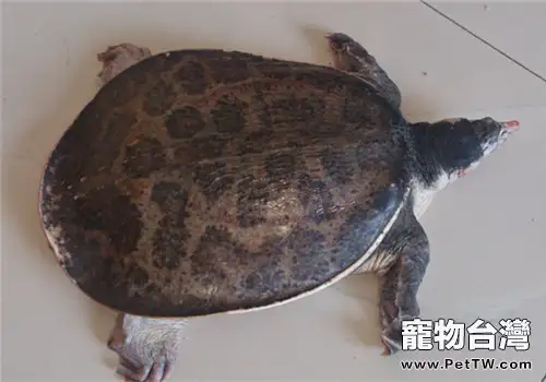 龜鱉養殖入門之山瑞鱉常見病及防治技術(1圖)-寵物台灣