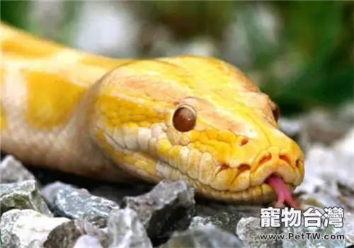 黃金蟒的飼養知識(1圖)-寵物台灣