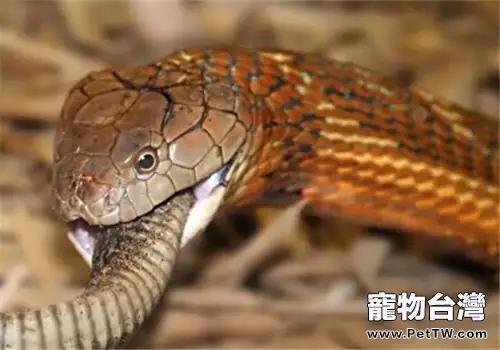 黑曼巴蛇的品種簡介
