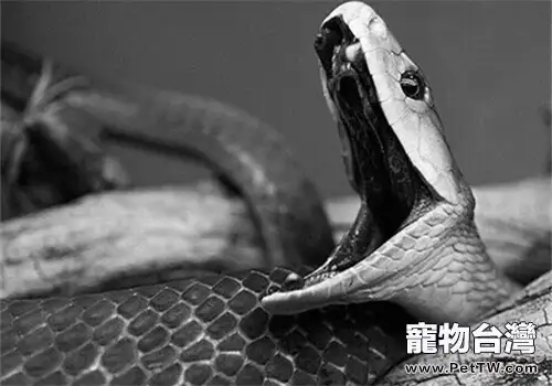 黑曼巴蛇的形態特徵(1圖)-寵物台灣
