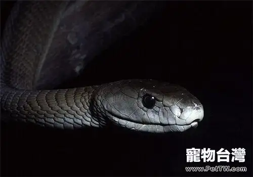 黑曼巴蛇的飼養知識(1圖)-寵物台灣