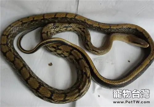 黑眉錦蛇的形態特徵(1圖)-寵物台灣