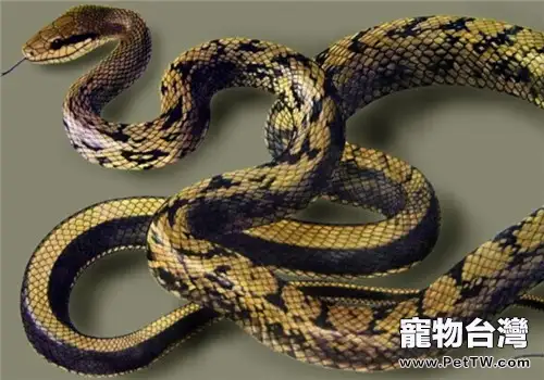 黑眉錦蛇的飼養知識(1圖)-寵物台灣