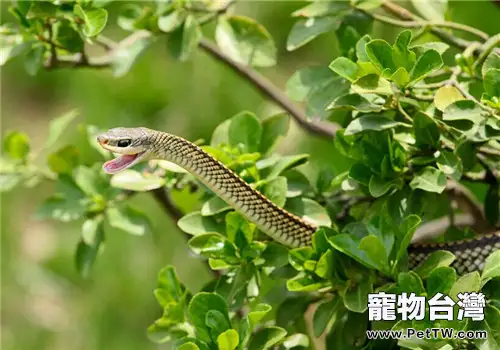 滑鼠蛇的品種簡介(1圖)-寵物台灣