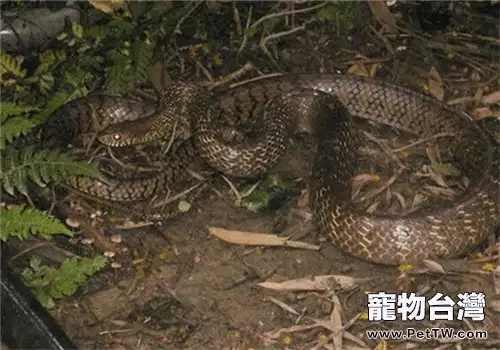 滑鼠蛇的形態特徵(1圖)-寵物台灣