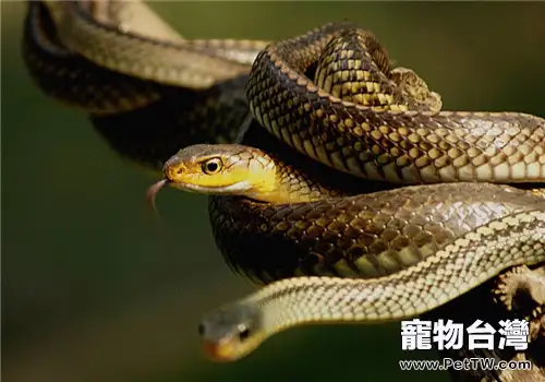 滑鼠蛇的飼養知識(1圖)-寵物台灣