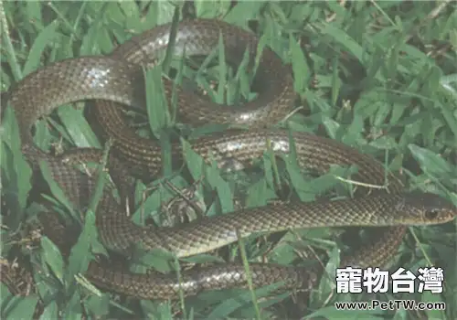 灰鼠蛇的品種簡介(1圖)-寵物台灣