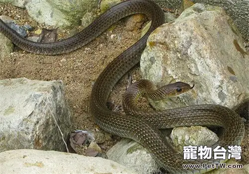 灰鼠蛇的飼養知識(1圖)-寵物台灣