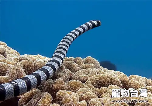 灰藍扁尾海蛇的品種簡介(1圖)-寵物台灣