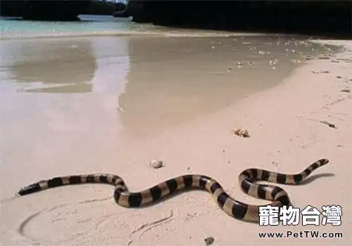 灰藍扁尾海蛇的形態特徵(1圖)-寵物台灣