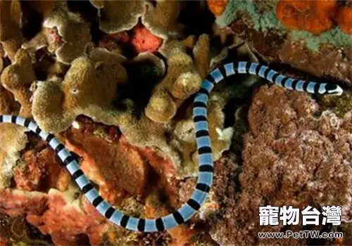 灰藍扁尾海蛇的棲息環境