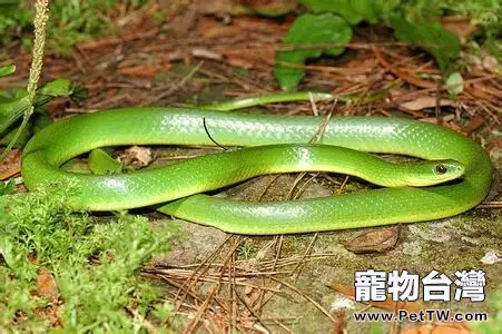 翠青蛇的品種簡介(1圖)-寵物台灣