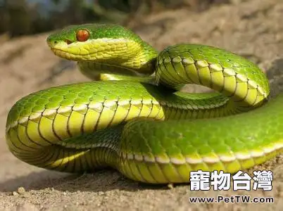 翠青蛇的外形特點(1圖)-寵物台灣