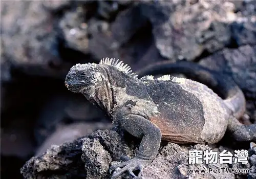 海鬣蜥的生活習性(1圖)-寵物台灣