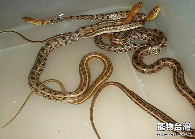 草腹鏈蛇的飼養環境(1圖)-寵物台灣