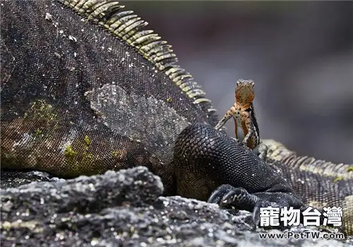 海鬣蜥的飼養知識