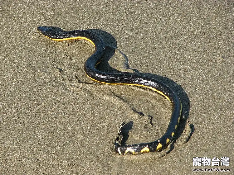 長吻海蛇的品種簡介