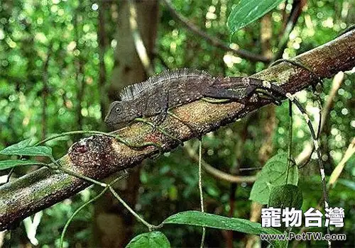 火冠蜥的品種簡介(1圖)-寵物台灣