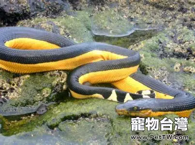 長吻海蛇的外形特點(1圖)-寵物台灣