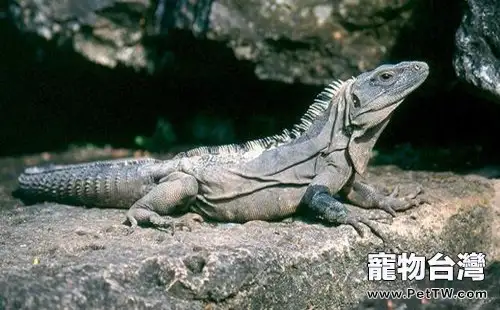 刺尾鬣蜥的外形特點(1圖)-寵物台灣