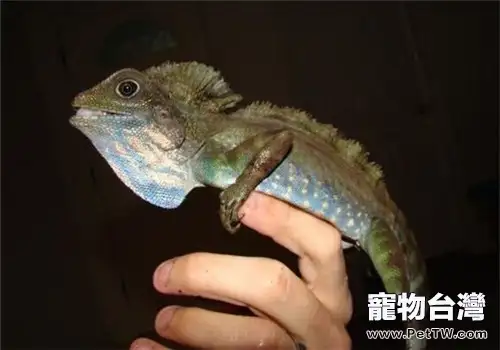 火冠蜥的生活環境(1圖)-寵物台灣